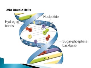 DNA Double Helix
 