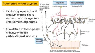 Extrinsic Innervation 1 introduction to gastrointestinal physiology | PPTX