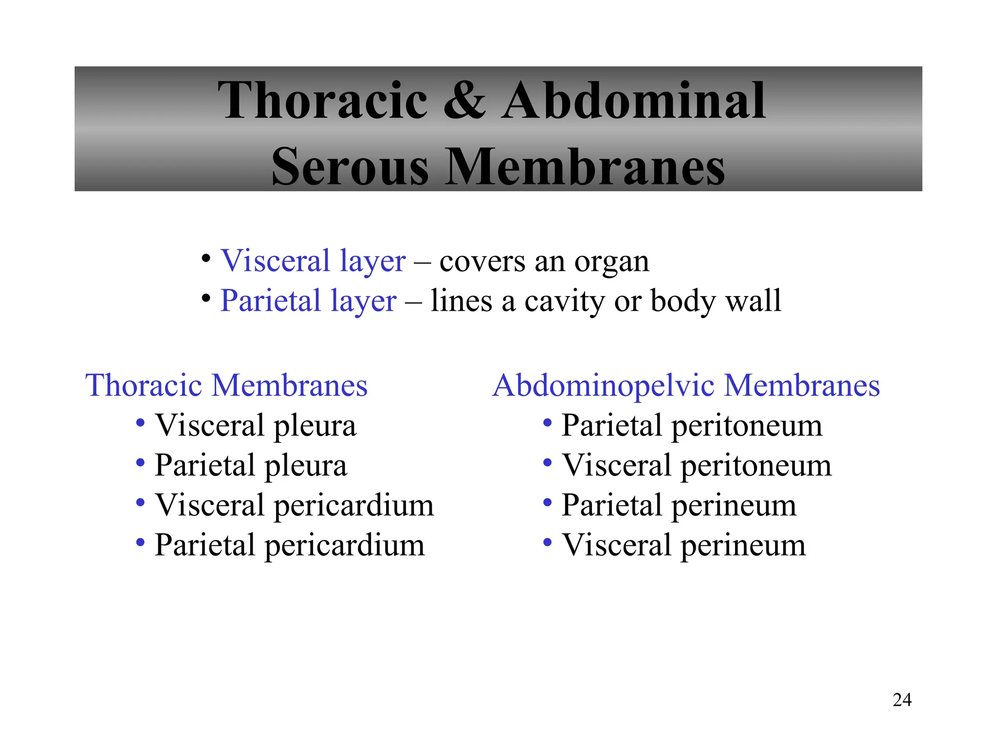 24
Thoracic & Abdominal
Serous Membranes
Thoracic Membranes
• Visceral pleura
• Parietal pleura
• Visceral pericardium
• Parietal pericardium
• Visceral layer – covers an organ
• Parietal layer – lines a cavity or body wall
Abdominopelvic Membranes
• Parietal peritoneum
• Visceral peritoneum
• Parietal perineum
• Visceral perineum
 