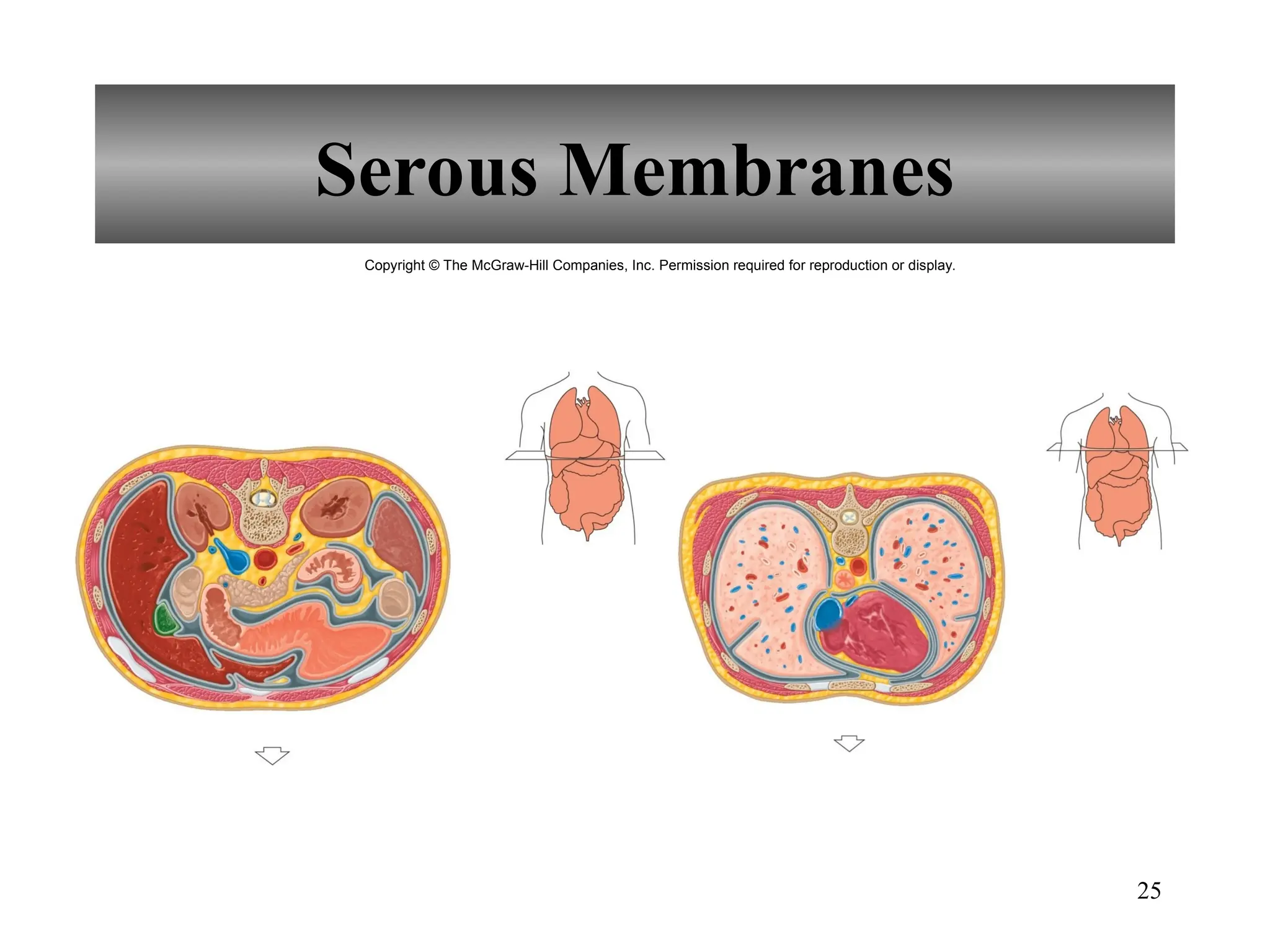 25
Serous Membranes
Copyright © The McGraw-Hill Companies, Inc. Permission required for reproduction or display.
 