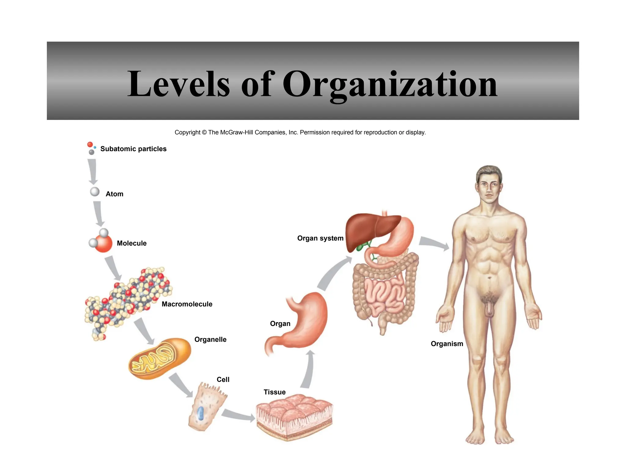 Levels of Organization
Subatomic particles
Atom
Molecule
Macromolecule
Organelle
Cell
Tissue
Organ
Organ system
Organism
Copyright © The McGraw-Hill Companies, Inc. Permission required for reproduction or display.
 