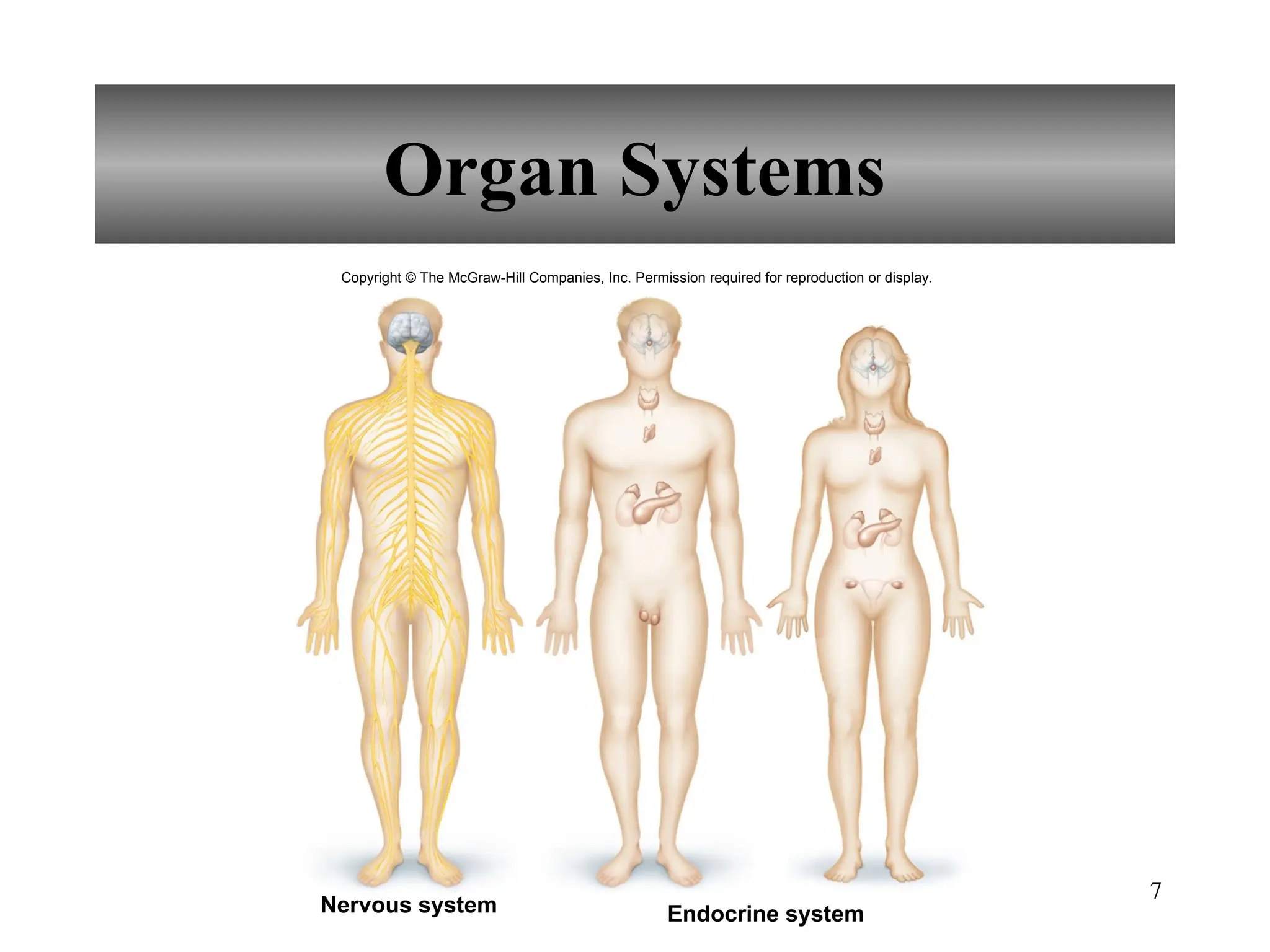 7
Organ Systems
Nervous system Endocrine system
Copyright © The McGraw-Hill Companies, Inc. Permission required for reproduction or display.
 