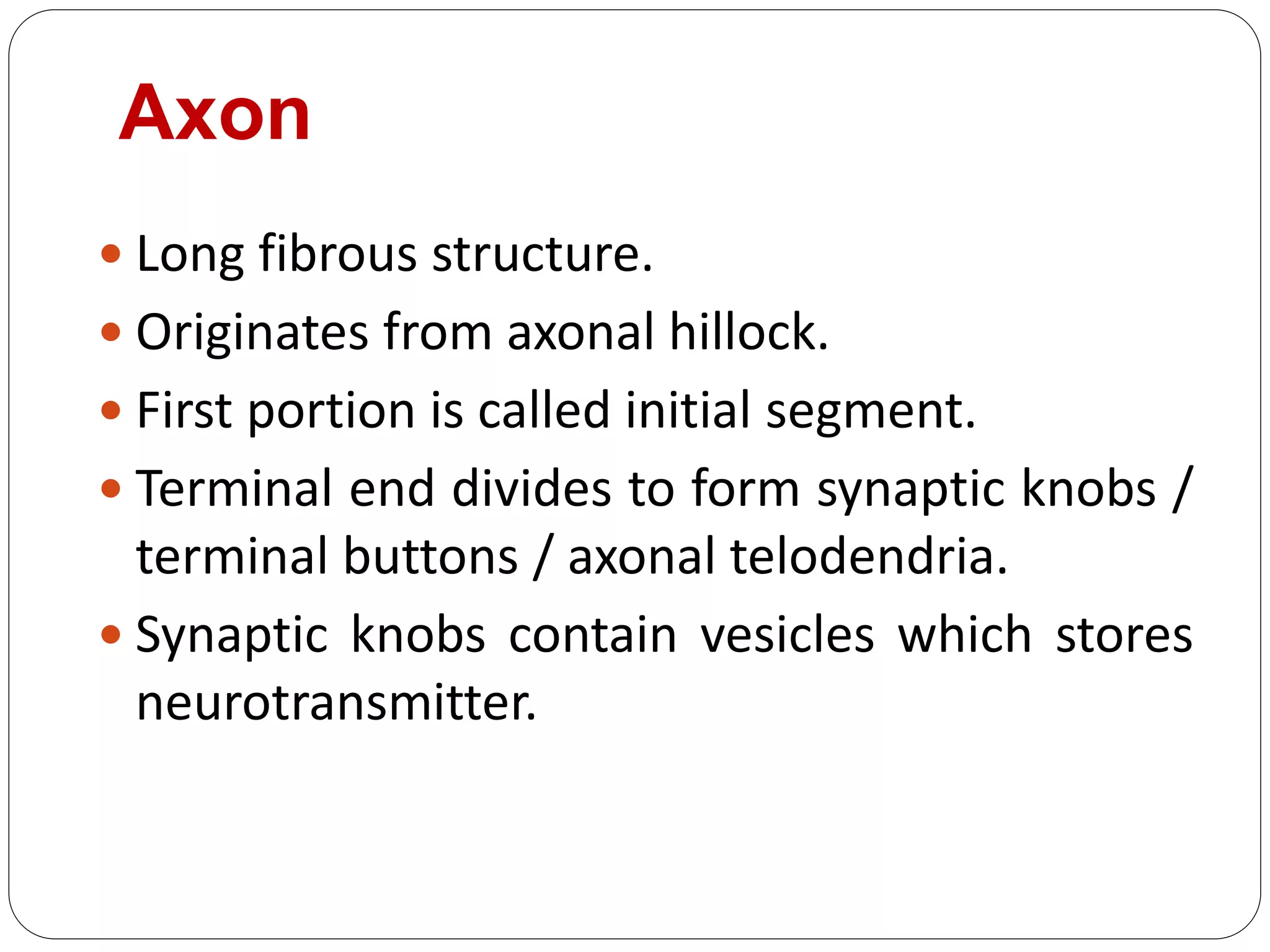 Axon
 Long fibrous structure.
 Originates from axonal hillock.
 First portion is called initial segment.
 Terminal end divides to form synaptic knobs /
terminal buttons / axonal telodendria.
 Synaptic knobs contain vesicles which stores
neurotransmitter.
 