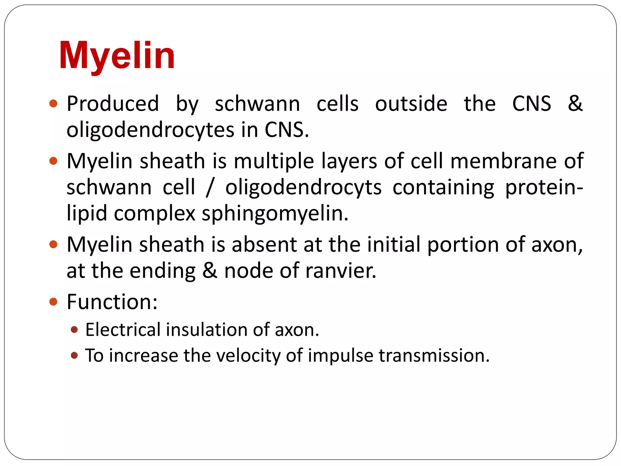 Myelin
 Produced by schwann cells outside the CNS &
oligodendrocytes in CNS.
 Myelin sheath is multiple layers of cell membrane of
schwann cell / oligodendrocyts containing protein-
lipid complex sphingomyelin.
 Myelin sheath is absent at the initial portion of axon,
at the ending & node of ranvier.
 Function:
 Electrical insulation of axon.
 To increase the velocity of impulse transmission.
 