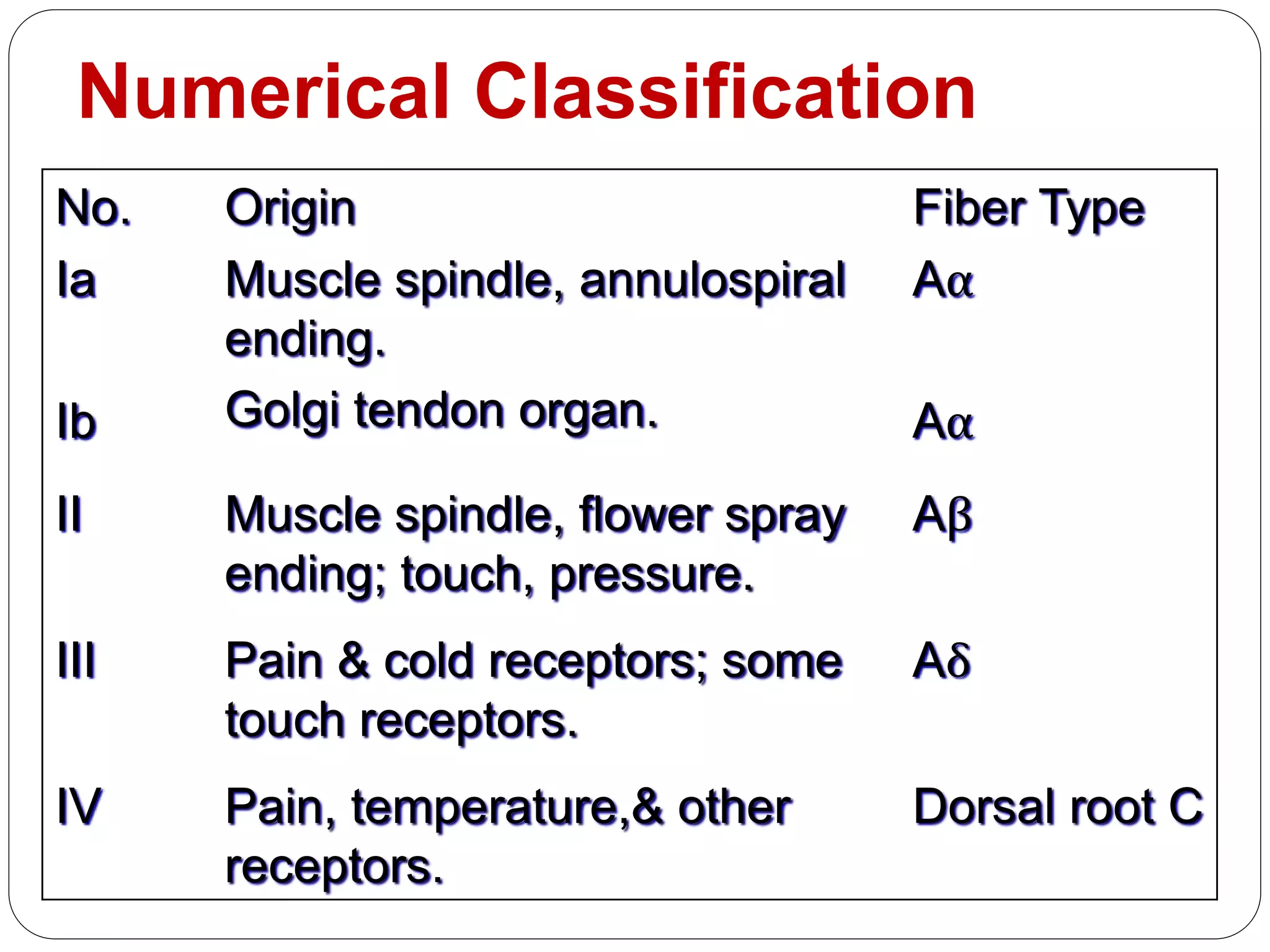 Numerical Classification
No. Origin Fiber Type
Ia
Ib
Muscle spindle, annulospiral
ending.
Golgi tendon organ.
Aα
Aα
II Muscle spindle, flower spray
ending; touch, pressure.
Aβ
III Pain & cold receptors; some
touch receptors.
Aδ
IV Pain, temperature,& other
receptors.
Dorsal root C
 