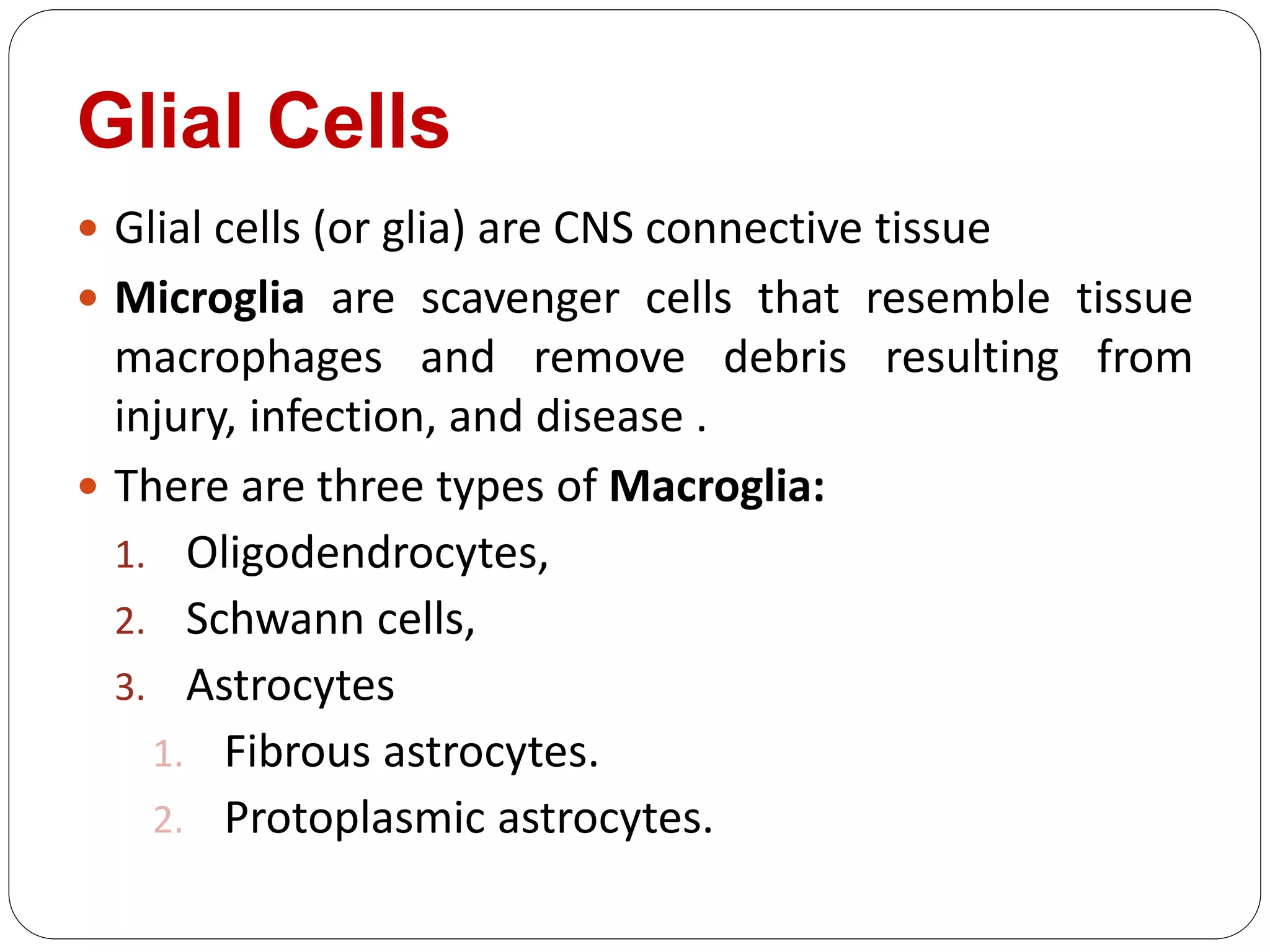 Glial Cells
 Glial cells (or glia) are CNS connective tissue
 Microglia are scavenger cells that resemble tissue
macrophages and remove debris resulting from
injury, infection, and disease .
 There are three types of Macroglia:
1. Oligodendrocytes,
2. Schwann cells,
3. Astrocytes
1. Fibrous astrocytes.
2. Protoplasmic astrocytes.
 