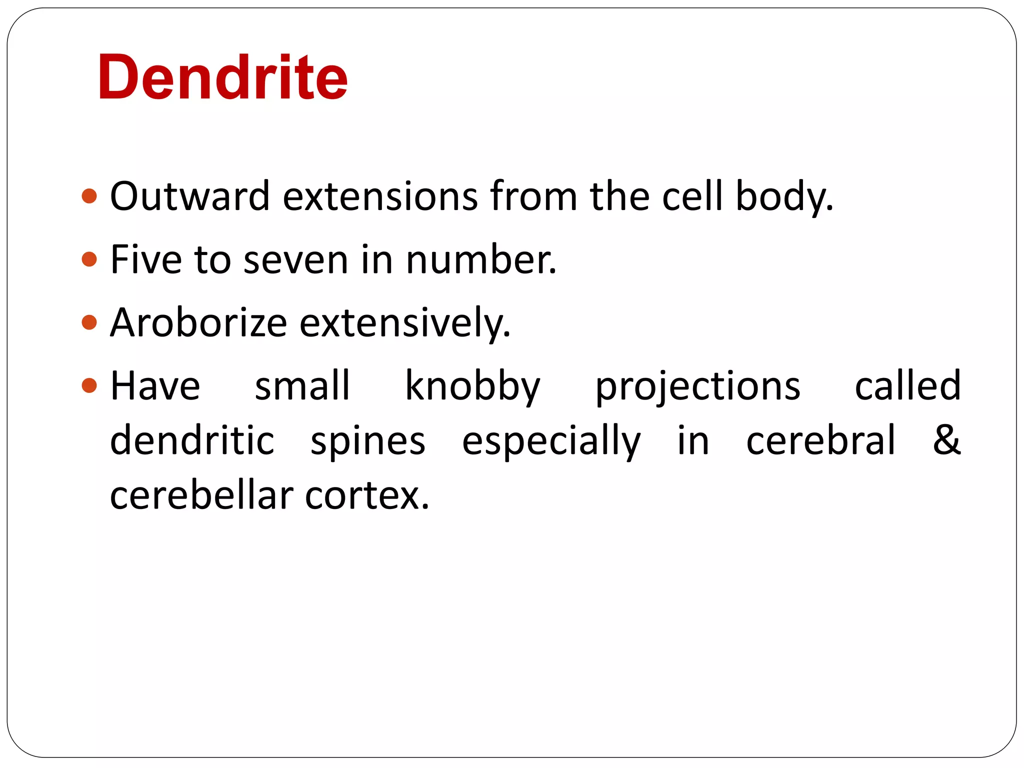 Dendrite
 Outward extensions from the cell body.
 Five to seven in number.
 Aroborize extensively.
 Have small knobby projections called
dendritic spines especially in cerebral &
cerebellar cortex.
 