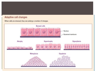 Dsign Pathophys 1_Introduction to pathophysiosslogy.pptx