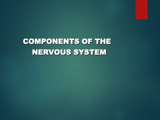 1_ INTRODUCTION TO THE CNS -.ppt central nervous system | PPT