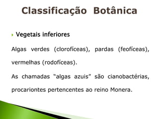    Vegetais inferiores

Algas verdes (clorofíceas), pardas (feofíceas),

vermelhas (rodofíceas).

As chamadas “algas azuis” são cianobactérias,

procariontes pertencentes ao reino Monera.
 