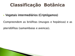    Vegetais intermediários (Criptógamos)

Compreendem as briófitas (musgos e hepáticas) e as

pteridófitas (samambaias e avencas).
 