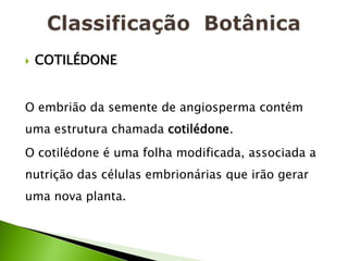    COTILÉDONE


O embrião da semente de angiosperma contém
uma estrutura chamada cotilédone.
O cotilédone é uma folha modificada, associada a
nutrição das células embrionárias que irão gerar
uma nova planta.
 