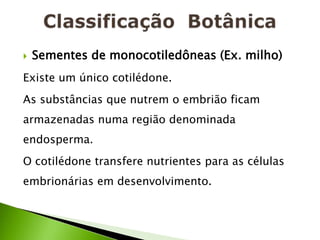    Sementes de monocotiledôneas (Ex. milho)
Existe um único cotilédone.
As substâncias que nutrem o embrião ficam
armazenadas numa região denominada
endosperma.
O cotilédone transfere nutrientes para as células
embrionárias em desenvolvimento.
 