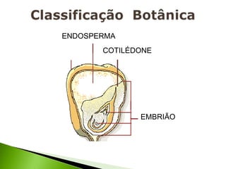 ENDOSPERMA
       COTILÉDONE




              EMBRIÃO
 