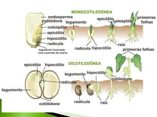 MONOCOTILEDÔNEA




DICOTILEDÔNEA
 
