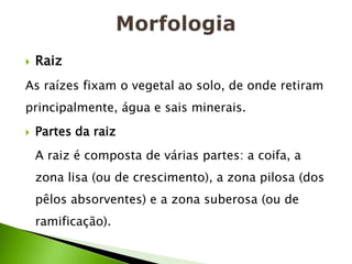    Raiz
As raízes fixam o vegetal ao solo, de onde retiram
principalmente, água e sais minerais.
   Partes da raiz
    A raiz é composta de várias partes: a coifa, a
    zona lisa (ou de crescimento), a zona pilosa (dos
    pêlos absorventes) e a zona suberosa (ou de
    ramificação).
 