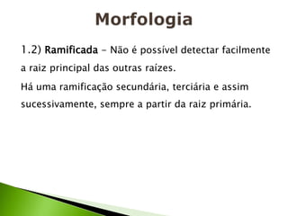 1.2) Ramificada - Não é possível detectar facilmente
a raiz principal das outras raízes.
Há uma ramificação secundária, terciária e assim
sucessivamente, sempre a partir da raiz primária.
 