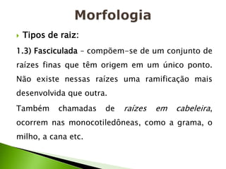    Tipos de raiz:
1.3) Fasciculada – compõem-se de um conjunto de
raízes finas que têm origem em um único ponto.
Não existe nessas raízes uma ramificação mais
desenvolvida que outra.
Também      chamadas   de   raízes   em   cabeleira,
ocorrem nas monocotiledôneas, como a grama, o
milho, a cana etc.
 
