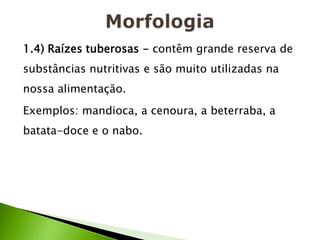 1.4) Raízes tuberosas - contêm grande reserva de
substâncias nutritivas e são muito utilizadas na
nossa alimentação.
Exemplos: mandioca, a cenoura, a beterraba, a
batata-doce e o nabo.
 
