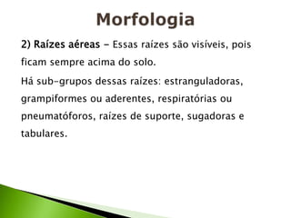 2) Raízes aéreas - Essas raízes são visíveis, pois
ficam sempre acima do solo.
Há sub-grupos dessas raízes: estranguladoras,
grampiformes ou aderentes, respiratórias ou
pneumatóforos, raízes de suporte, sugadoras e
tabulares.
 