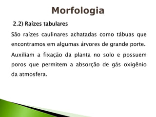 2.2) Raízes tabulares
São raízes caulinares achatadas como tábuas que
encontramos em algumas árvores de grande porte.
Auxiliam a fixação da planta no solo e possuem
poros que permitem a absorção de gás oxigênio
da atmosfera.
 