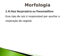 2.4) Raiz Respiratória ou Pneumatóforo
Esse tipo de raiz é responsável por auxiliar a
respiração do vegetal.
 