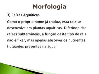 3) Raízes Aquáticas
Como o próprio nome já traduz, esta raiz se
desenvolve em plantas aquáticas. Diferindo das
raízes subterrâneas, a função deste tipo de raiz
não é fixar, mas apenas absorver os nutrientes
flutuantes presentes na água.
 