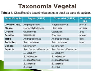 Tabela 1. Classificação taxonômica antiga e atual da cana-de-açúcar.
 