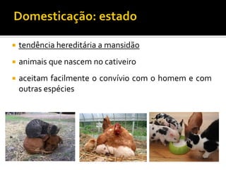  tendência hereditária a mansidão
 animais que nascem no cativeiro
 aceitam facilmente o convívio com o homem e com
outras espécies
 