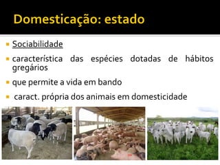  Sociabilidade
 característica das espécies dotadas de hábitos
gregários
 que permite a vida em bando
 caract. própria dos animais em domesticidade
 