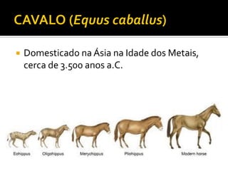  Domesticado na Ásia na Idade dos Metais,
cerca de 3.500 anos a.C.
 