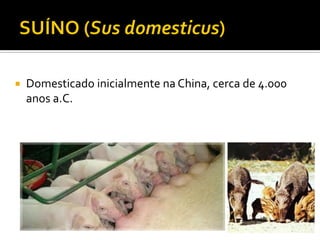  Domesticado inicialmente na China, cerca de 4.000
anos a.C.
 