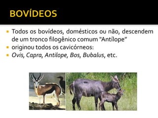  Todos os bovídeos, domésticos ou não, descendem
de um tronco filogênico comum "Antílope”
 originou todos os cavicórneos:
 Ovis, Capra, Antilope, Bos, Bubalus, etc.
 