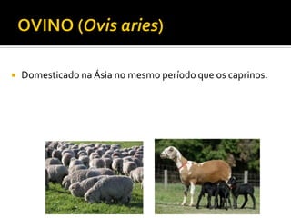  Domesticado na Ásia no mesmo período que os caprinos.
 
