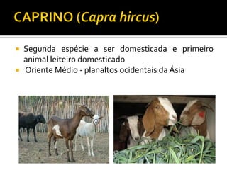  Segunda espécie a ser domesticada e primeiro
animal leiteiro domesticado
 Oriente Médio - planaltos ocidentais da Ásia
 
