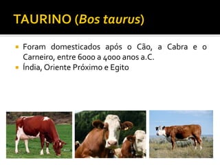  Foram domesticados após o Cão, a Cabra e o
Carneiro, entre 6000 a 4000 anos a.C.
 Índia, Oriente Próximo e Egito
 