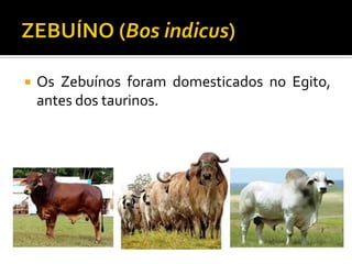  Os Zebuínos foram domesticados no Egito,
antes dos taurinos.
 