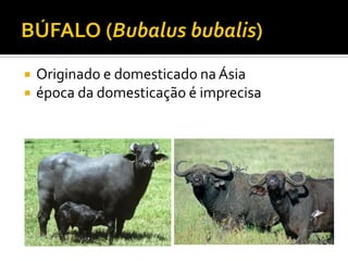  Originado e domesticado na Ásia
 época da domesticação é imprecisa
 