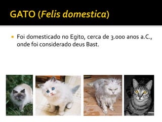  Foi domesticado no Egito, cerca de 3.000 anos a.C.,
onde foi considerado deus Bast.
 