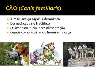  A mais antiga espécie doméstica
 Domesticada no Neolítico
 utilizada no início, para alimentação
 depois como auxiliar do homem na caça
 