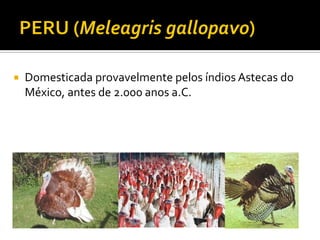  Domesticada provavelmente pelos índios Astecas do
México, antes de 2.000 anos a.C.
 