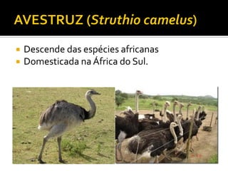  Descende das espécies africanas
 Domesticada na África do Sul.
 
