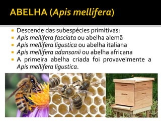  Descende das subespécies primitivas:
 Apis mellifera fasciata ou abelha alemã
 Apis mellifera ligustica ou abelha italiana
 Apis mellifera adansonii ou abelha africana
 A primeira abelha criada foi provavelmente a
Apis mellifera ligustica.
 