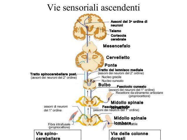 Introduzione Al Sistema Nervoso