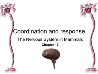 Coordination and response The Nervous System in Mammals Chapter 13 