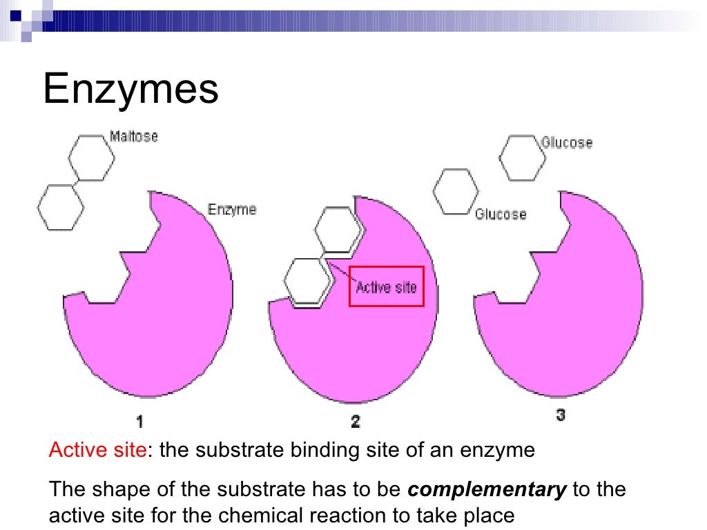 Chapter 5 Enzymes Lesson 1 Introduction to Enzymes