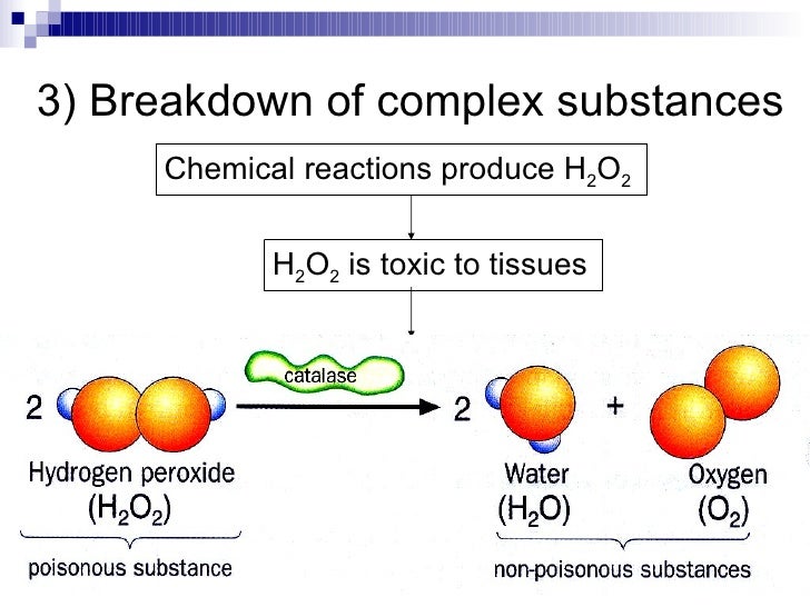 How does catalase break down hydrogen peroxide?