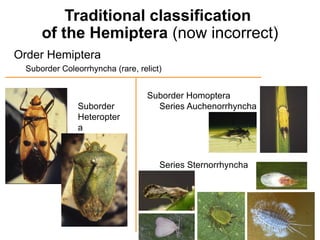 Suborder Homoptera Comprehensive Overview of Mealybugs, Scale Insects, and Hemiptera ...