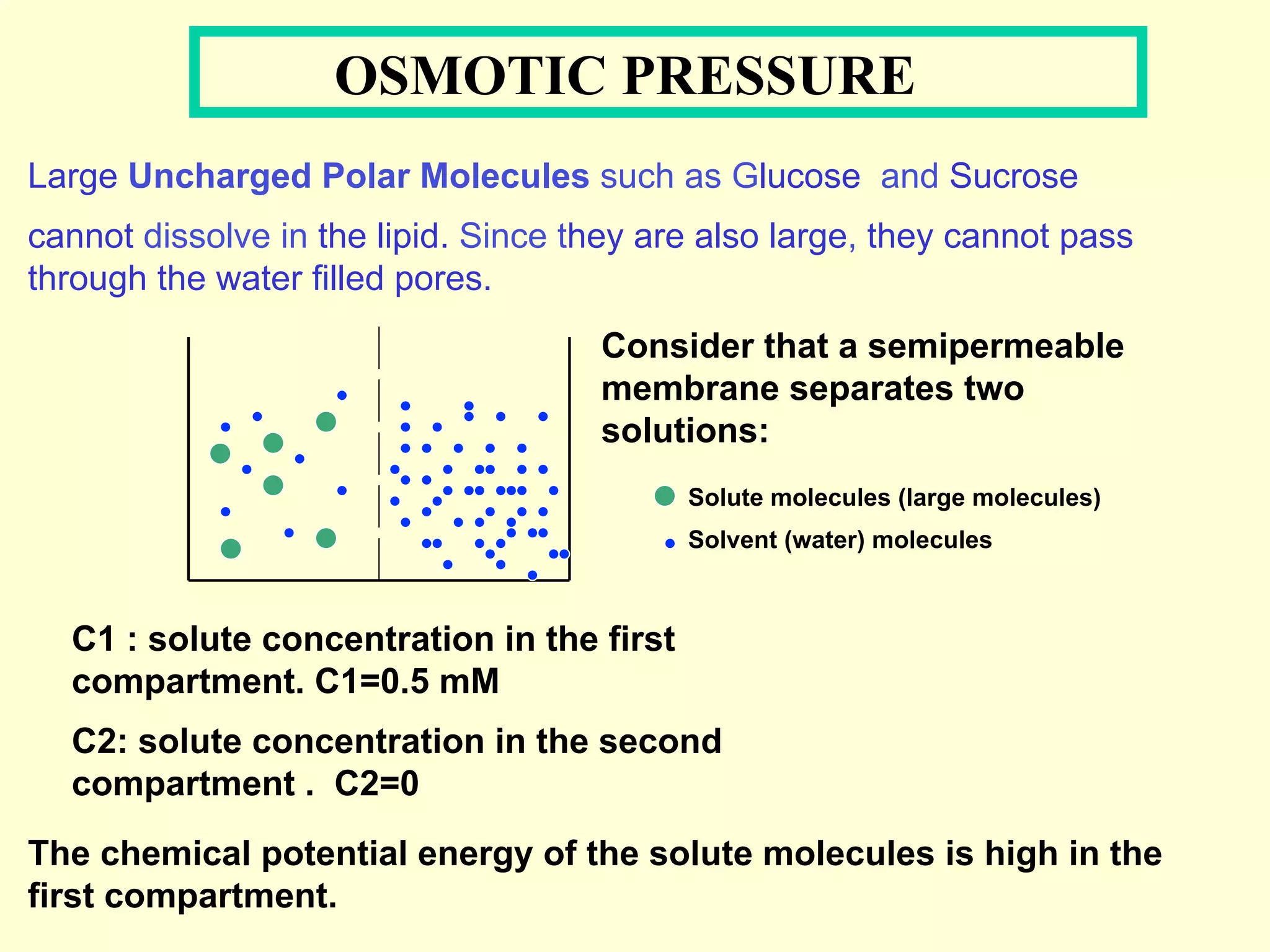 C1 : solute concentration in the first
compartment. C1=0.5 mM
C2: solute concentration in the second
compartment . C2=0
The chemical potential energy of the solute molecules is high in the
first compartment.
Solute molecules (large molecules)
Solvent (water) molecules
Consider that a semipermeable
membrane separates two
solutions:
OSMOTIC PRESSURE
Large Uncharged Polar Molecules such as Glucose and Sucrose
cannot dissolve in the lipid. Since they are also large, they cannot pass
through the water filled pores.
 