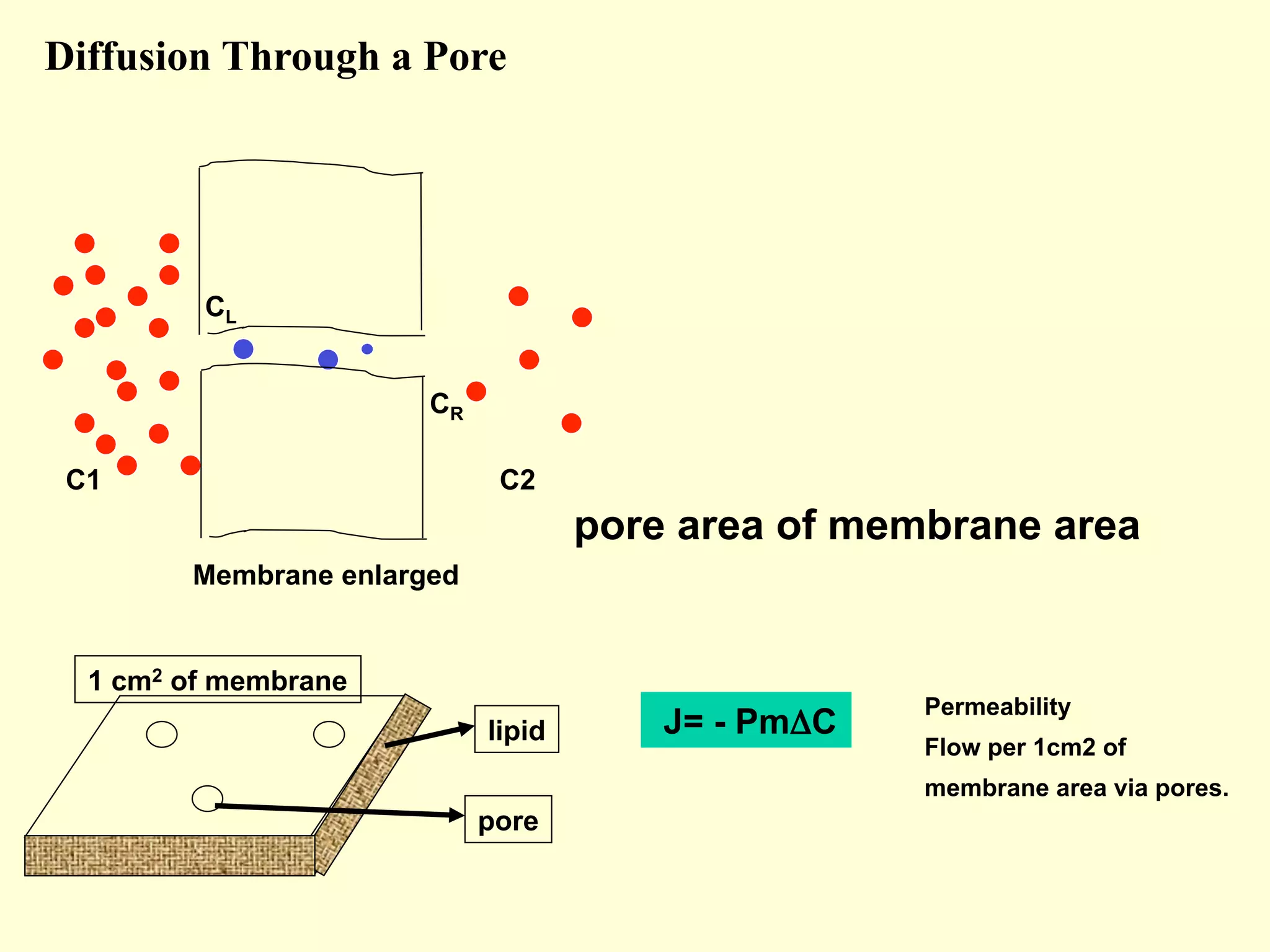 Diffusion Through a Pore
pore area of membrane area
Permeability
Flow per 1cm2 of
membrane area via pores.
J= - PmΔC
CL
CR
C1 C2
Membrane enlarged
lipid
pore
1 cm2 of membrane
 